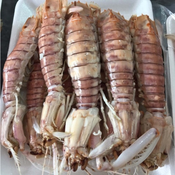 tôm tít vằn giá sỉ