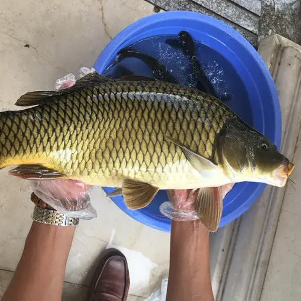 Cá chép giòn giá sỉ