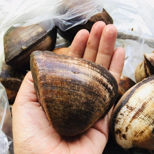 Sò sữa giá sỉ
