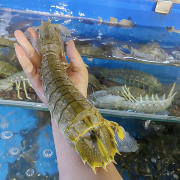 Bề Bề Chúa giá sỉ