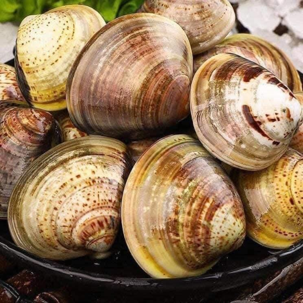 Ngao vàng biển giá sỉ