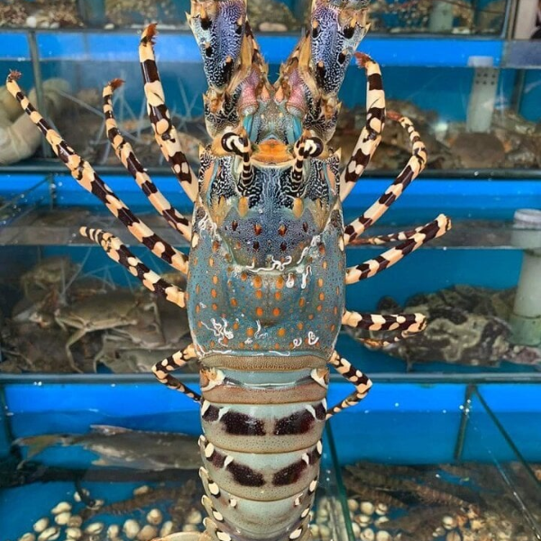 Tôm hùm bông giá sỉ