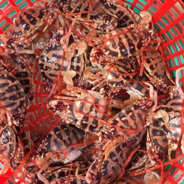 Ghẹ đỏ sống chất lượng