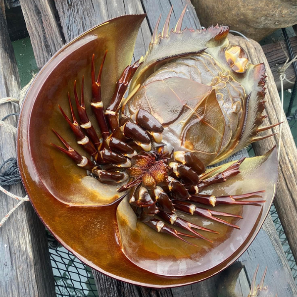 sam biển giá sỉ