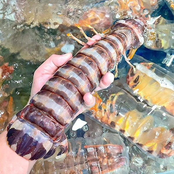 Bề Bề Chúa giá sỉ